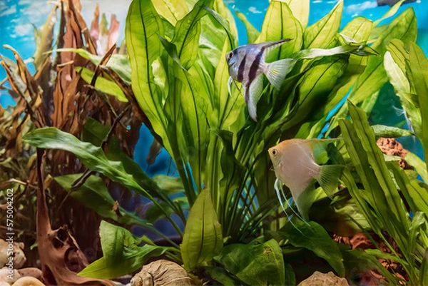 Fototapeta Image of decorative aquarium fish, angelfish.