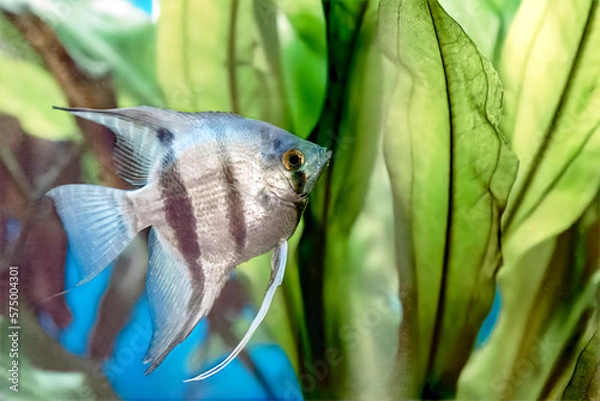 Fototapeta Image of decorative aquarium fish, angelfish.