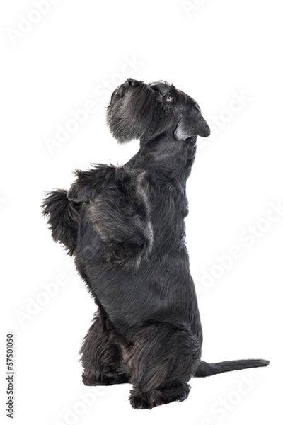 Obraz Dog (Schnauzer) dances