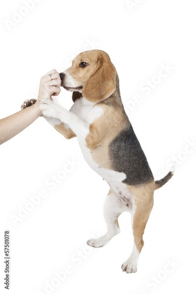 Obraz beagle dog plays with hand