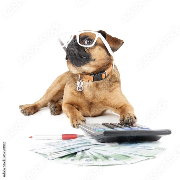 Fototapeta Dog Breed Small Brabant Accountant