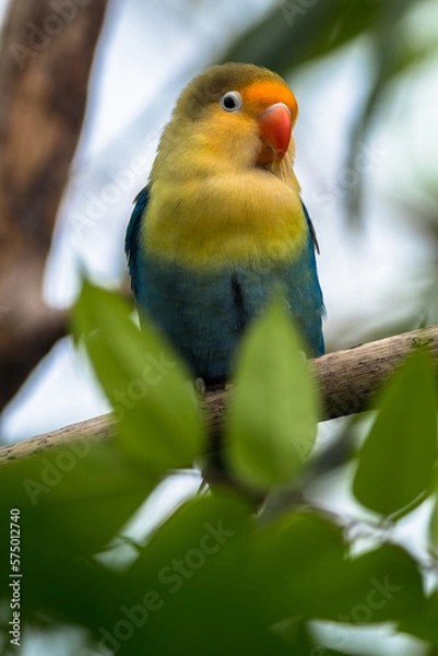 Fototapeta Fischer's lovebird (Agapornis fischeri) is a small parrot species of the genus Agapornis