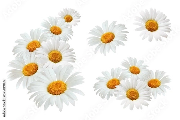 Obraz Chamomile flowers composition isolated on white background as package design element