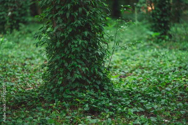 Fototapeta ivy on a tree