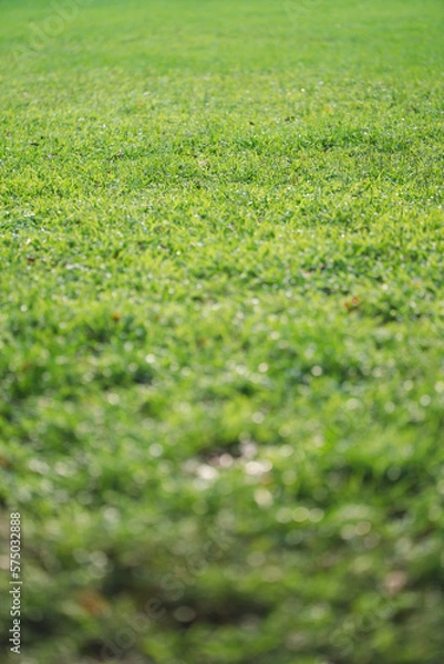 Obraz green grass field