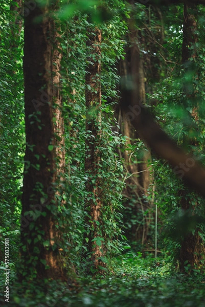 Fototapeta tree in the forest