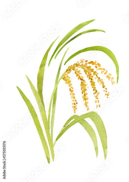 Obraz 実った稲穂　水彩イラスト