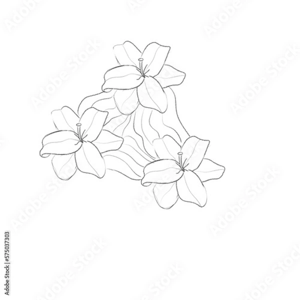 Obraz set of lily flower with leaves in line style.  sketches for tattoos
