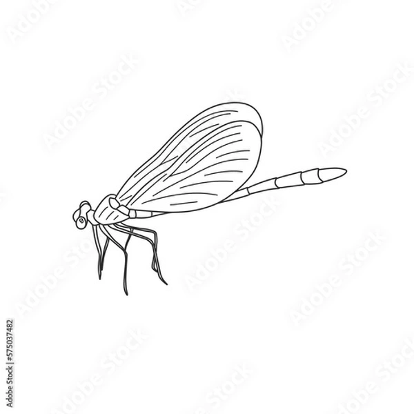 Fototapeta drawing of sitting dragonfly in line style