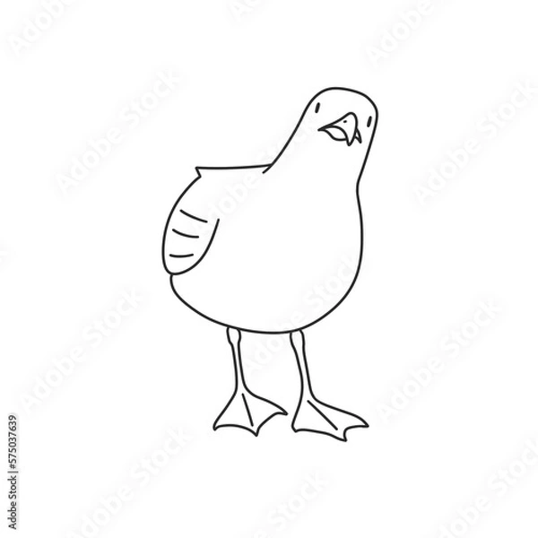 Obraz the seagull tilted its head and looks suspiciously.  line style