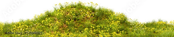 Obraz Grassy green field with dandelions. Green meadow. Hill with yellow flowers. Transparent background, PNG file