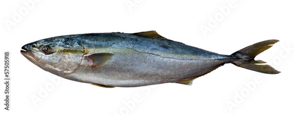 Obraz Fresh tuna fish