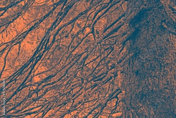 Fototapeta Vecchio abete