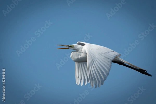 Obraz great egret