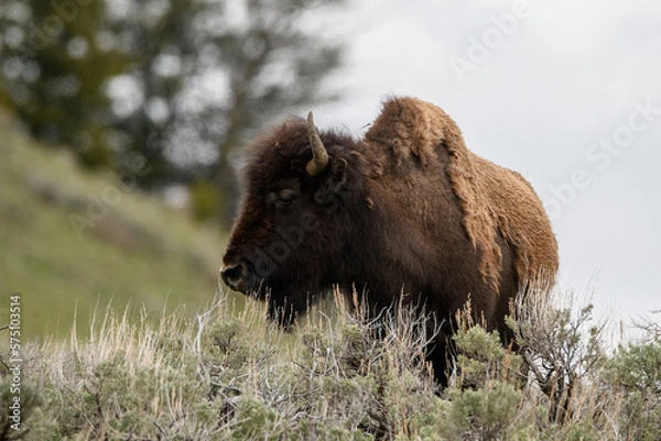 Obraz Bison buffalo Yellowstone