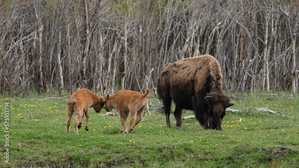 Obraz Bison buffalo Yellowstone