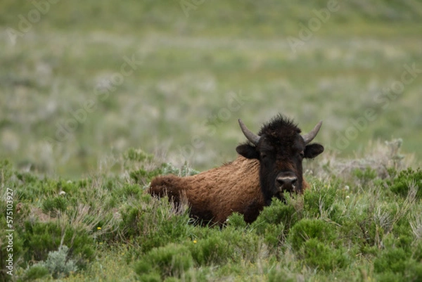 Obraz Bison buffalo Yellowstone