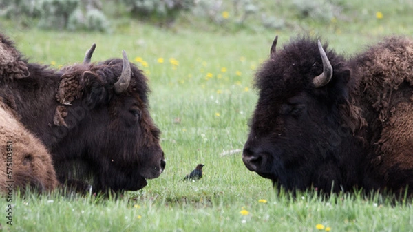 Obraz Bison buffalo Yellowstone