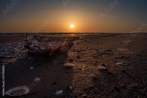 Fototapeta A piece of beautiful wood sanded and washed by the sea lying on the beach during beautiful yellow sunset between some beautiful white shells