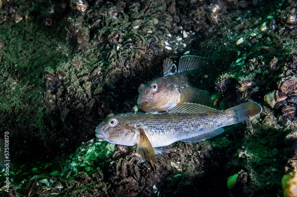 Obraz The Round Goby is an invasive species that has been accidentally introduced to numerous areas including the St. Lawrence River