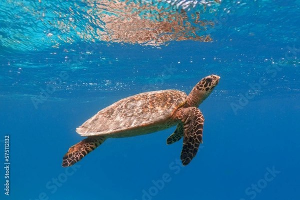 Obraz Hawksbill sea turtle in the blue ocean underwater