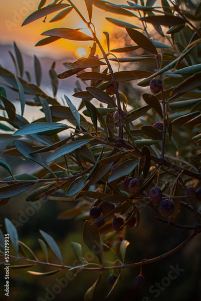Obraz olive tree