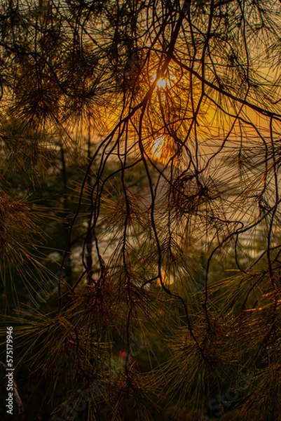 Obraz sunset in the forest