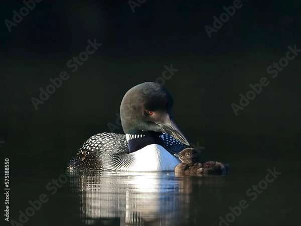 Obraz Loon With Chick