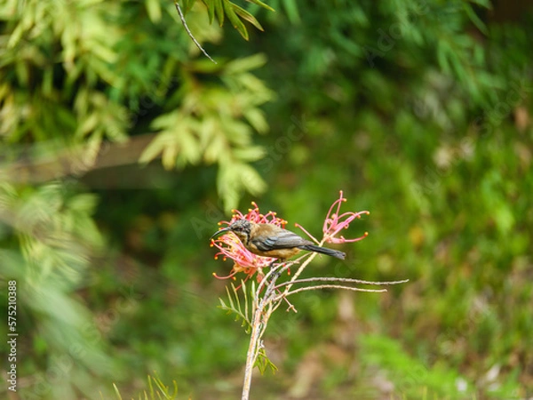Fototapeta Eastern Spinebill