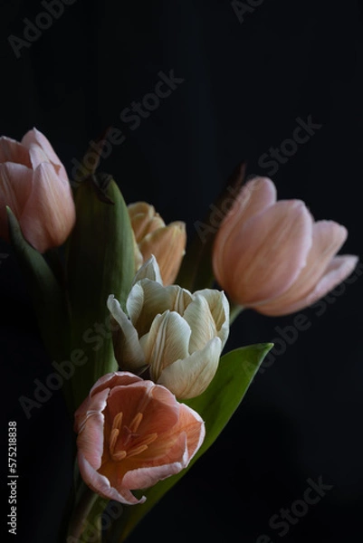 Obraz チューリップ