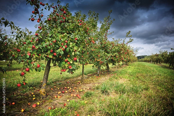 Fototapeta Apple orchard at cloudy day