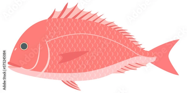 Obraz 鯛のイラスト【 sea ​​bream 】	