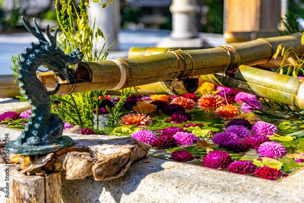 Obraz 小樽住吉神社の花手水（北海道小樽市）