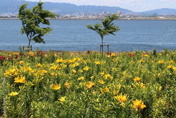 Fototapeta ゆり園