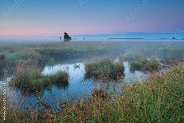 Fototapeta bog during summer sunrise