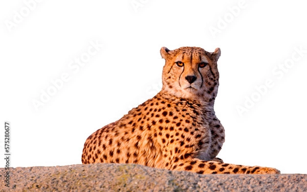 Fototapeta leopard isolated