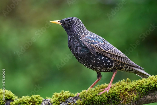 Obraz starling in the rain