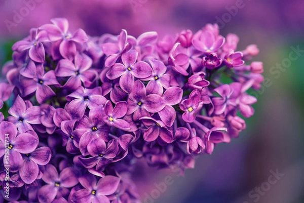 Fototapeta Lilac flowers macro