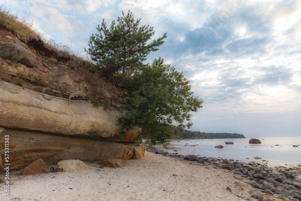 Fototapeta The Baltic Sea coast with forest on the top of cliff, moody weather