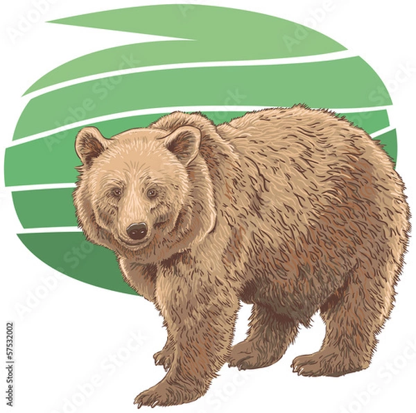 Fototapeta Kodiak bear