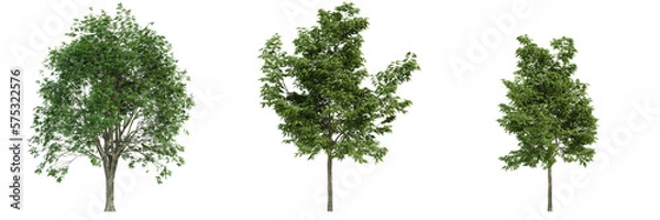 Fototapeta various tree isolated on white, photorealistic render
