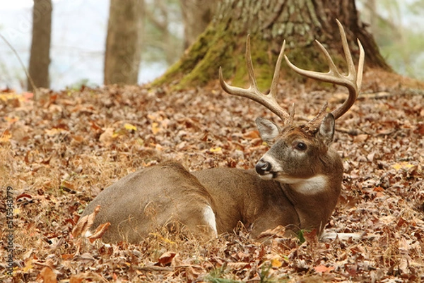 Obraz A Buck in it's Bed