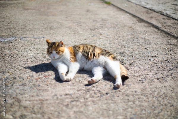 Fototapeta 漁港で生活をしている猫くつろぐ