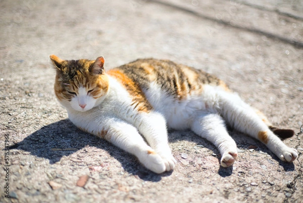 Fototapeta 漁港で生活をしている猫くつろぐ