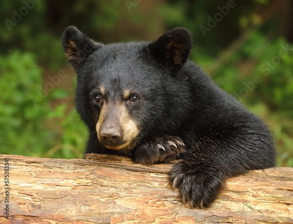 Obraz black bear cub peaking over a log