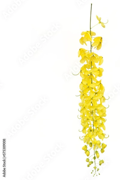 Obraz Yellow golden shower flower,cassia  fistula flower isolate on white background.