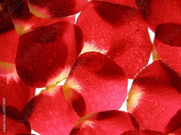 Fototapeta Close-up of red rose flowers petals with drops as a background