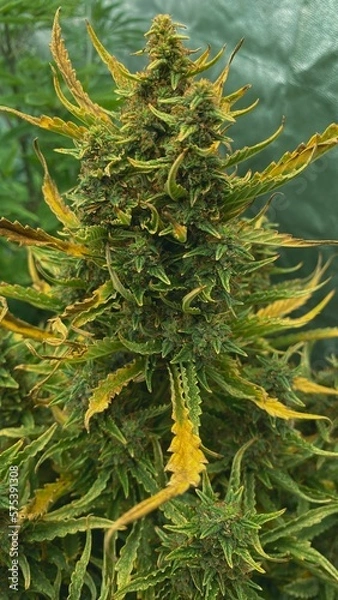 Obraz Cannabis Texture Marijuana Leaf Pile Background