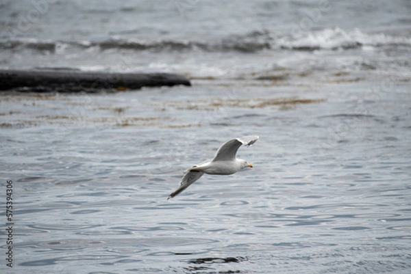 Obraz Herring Gull