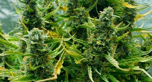 Obraz Cannabis Texture Marijuana Leaf Pile Background